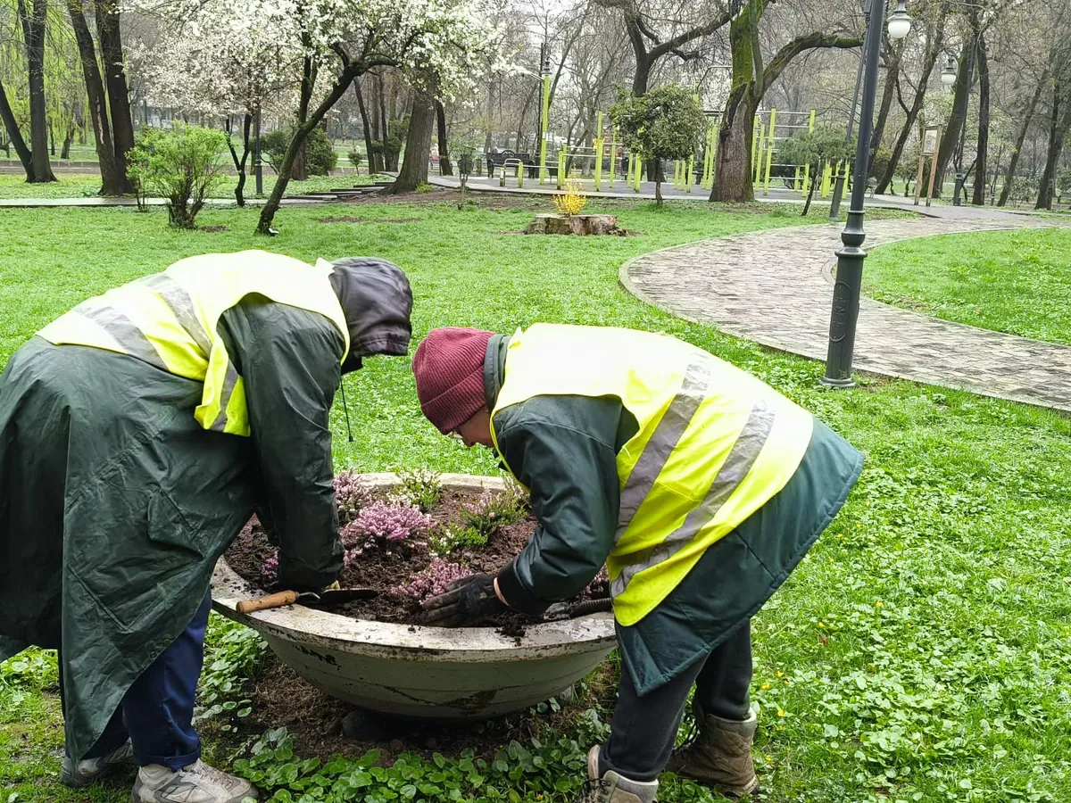 Florile din Parcul Cișmigiu, păzite de polițiști locali după furtul a sute de plante în doar câteva zile