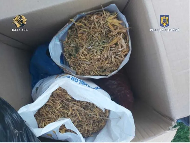 Mai multe kilograme de cannabis confiscate de D.I.I.C.O.T în Constanța. / Foto: Poliția Română