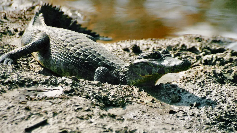 Foto: Wikipedia