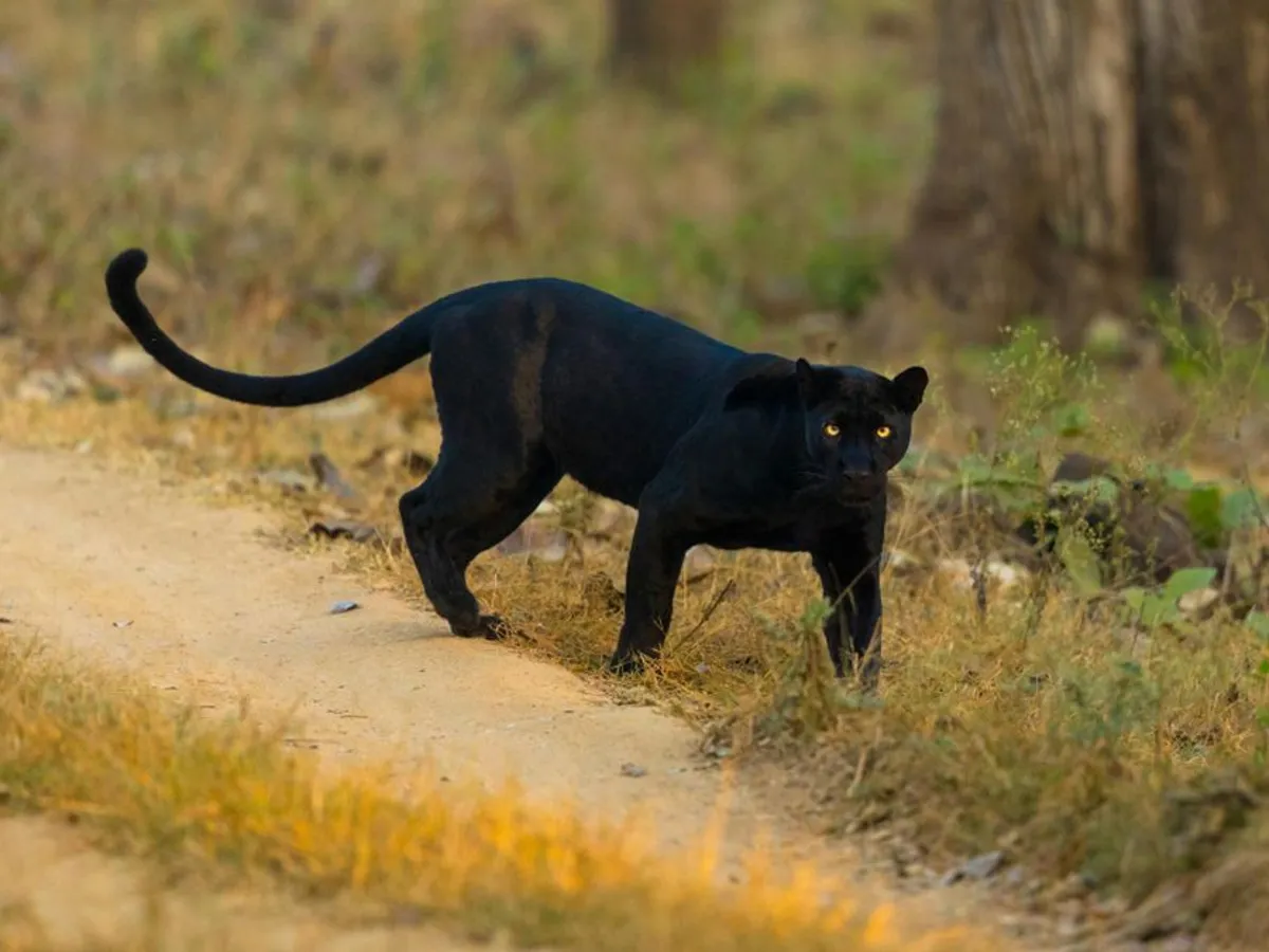 O panteră neagră a scăpat dintr-o grădină zoologică din Bulgaria şi hălăduie prin România - Foto: Pexels/Bharath Kumar Venkatesh