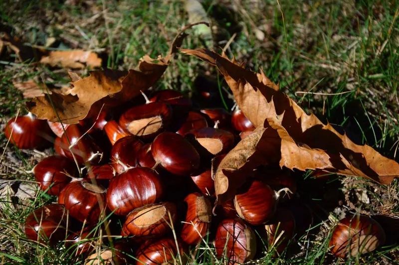 Castane - Foto: Pexels (Imagine cu rol ilustrativ)