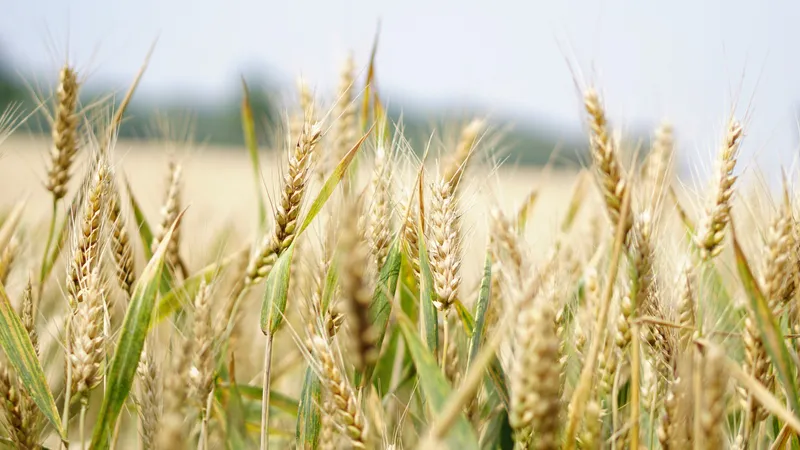 Agricultură- Foto: PEXELS PHOTOS