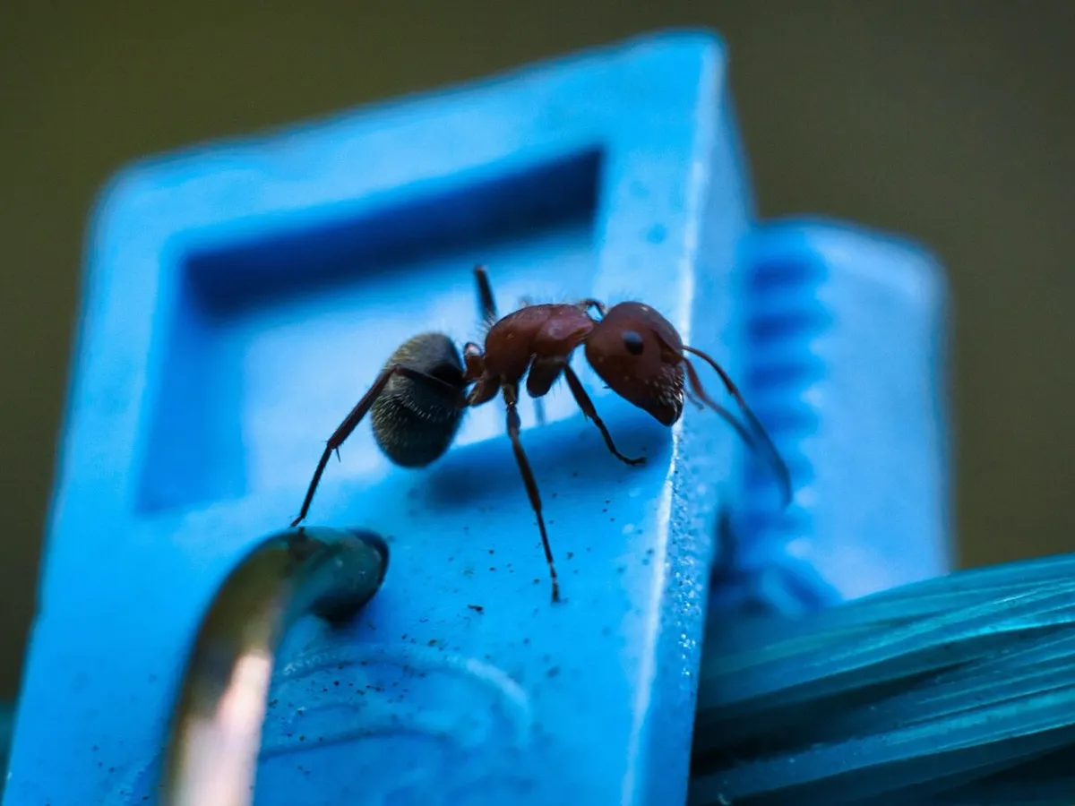 O insectă agresivă provoacă întreruperi masive de internet. Eradicarea ei, aproape imposibilă - Foto: Freepik (rol ilustrativ)