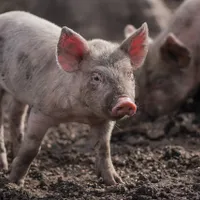 Focar de pestă porcină la o ferma din Buzău. Peste 8.200 de animale vor fi sacrificate/FOTO: Unsplash