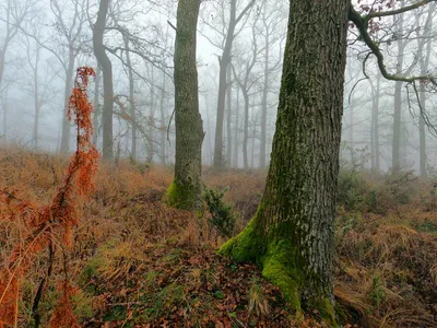Vreme mohorâtă Foto: Pexels (imagine cu rol ilustrativ)