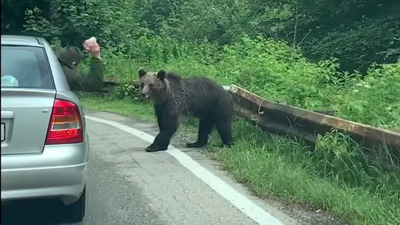 Ce amenzi riscă cei care hrănesc urșii pe Transfăgărășan? Turiștii vor fi amendați de două ori - Foto: Turnulsfatului.ro