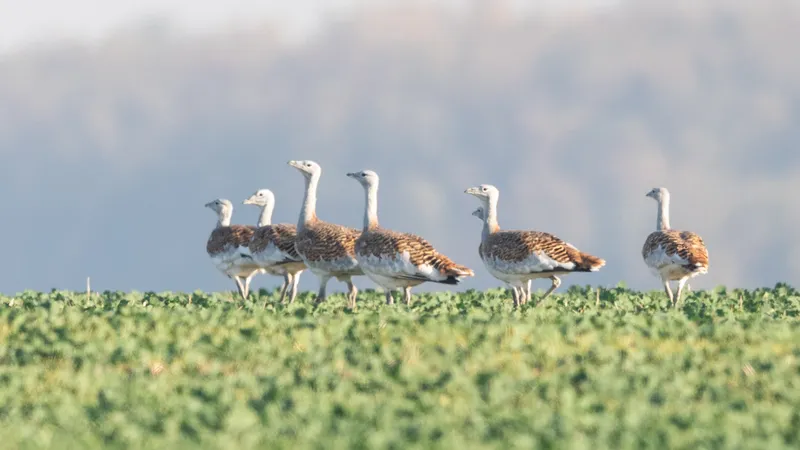 Foto: Asociația Grupul Milvus