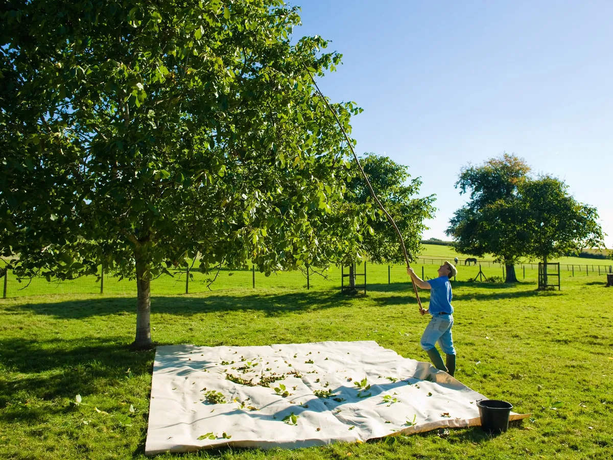 Bărbat care adună nuci dintr-un copac cu o prăjină într-o livadă de nuci - Foto: Profimedia images (rol ilustrativ)
