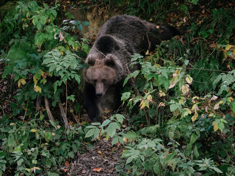 Turist străin atacat de un urs într-o pădure. Salvatorii au intervenit urgent. Unde s-a întâmplat? - Foto: Profimedia images