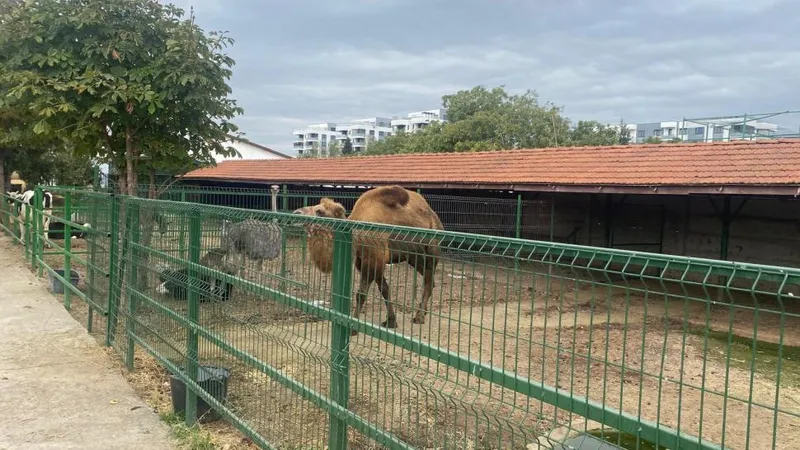 Descinder la Nuțu Cămătaru. Polițiștii căutau un cal furat dar au găsit un cangur alb și o cămilă Foto: Politia Romana