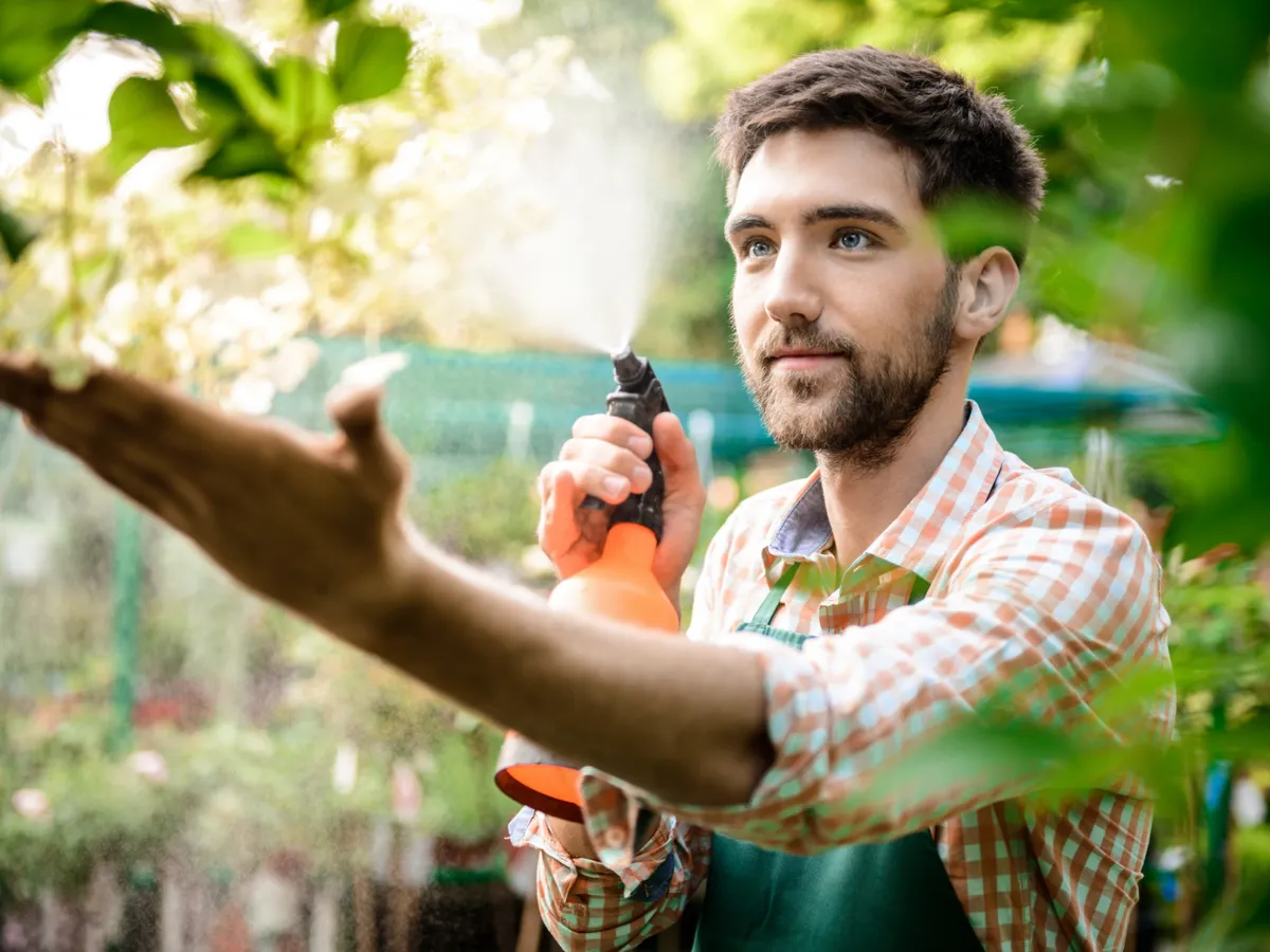 Insecticidul natural care costă 6 lei și te scăpa de afide, păduchi și musculițe la trandafiri. Ajută și pomii
