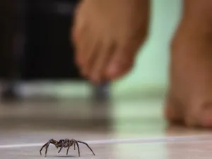 O femeie a ajuns la spital după ce i-a sărit în ochi veninul unui păianjen. Soțul l-a omorât - Foto: Arhiva