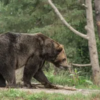 Ce faci dacă întâlnești ursul ca să scapi cu viață? Ce spray, clopoțel ai la tine? Ce să NU mănânci? - Foto: Freepik