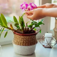 Trucul simplu prin care îți readuci la viață orhideea. Leguma care te ajută în câteva minute - Foto: Istock / imagine cu rol ilustrativ