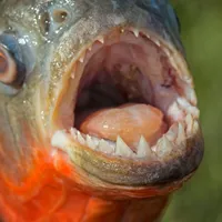 Un pescar a prins pe râul Timiș un pește Piranha. Specia se găsește doar în America de Sud Foto: profimedia