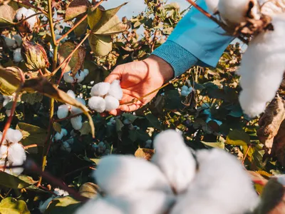 Bumbac - Foto: Freepik (imagine cu rol ilustrativ)