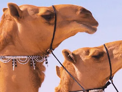 Cămile injectate cu acid hialuronic în buze și cu lifting facial, descalificate la un concurs de frumusețe