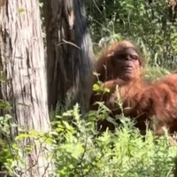Expediție încheiată cu o tragedie! Doi bărbați au murit după ce l-au căutat pe Bigfoot - Foto: BZI / imagine cu rol ilustrativ