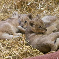 Trei pui de leu, noile vedete ale grădinii zoologice din Gelsenkirchen, Germania. / Foto: ZOOM Erlebniswelt Gelsenkirchen, Facebook
