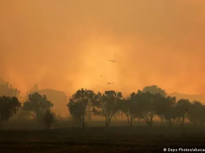 Cât timp va trece până se va regenera natura după incendiile devastatoare