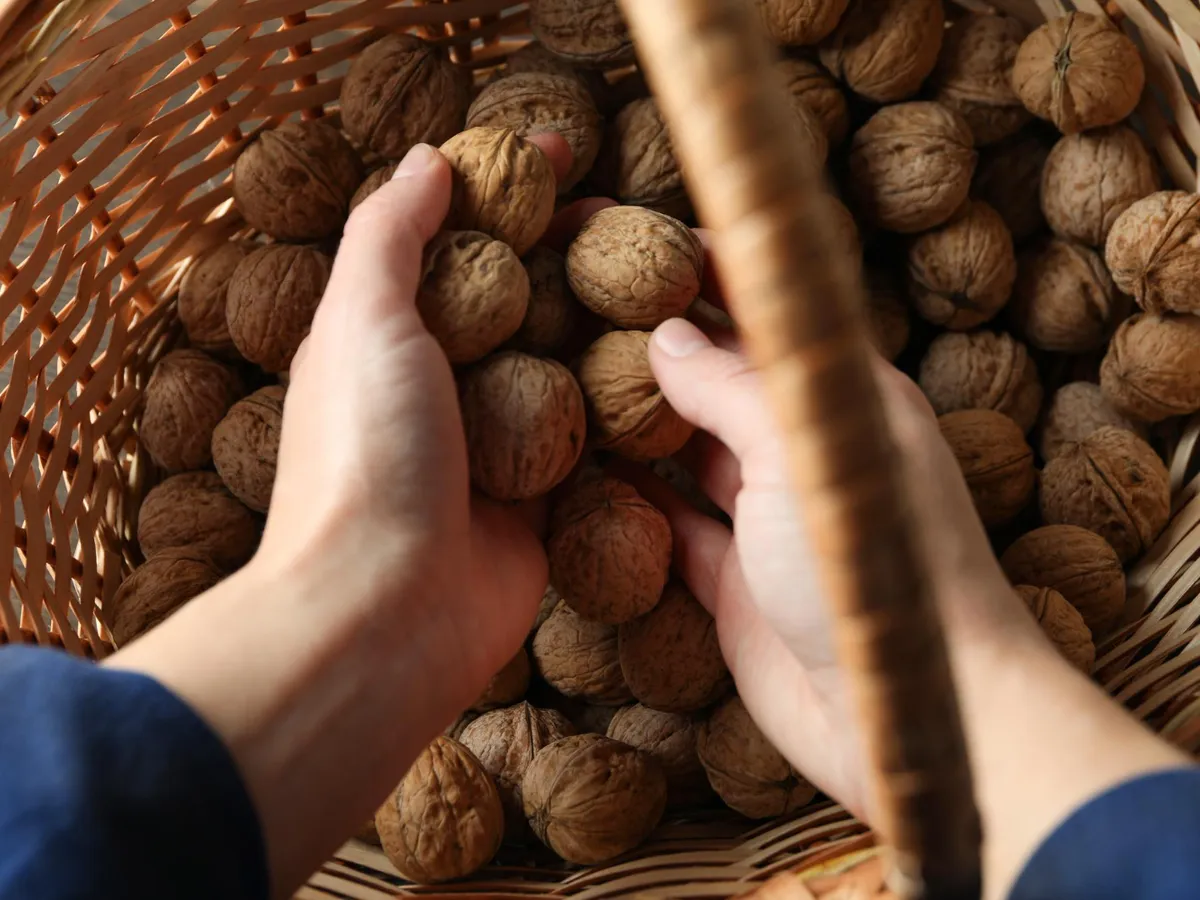 Nuci - Foto: Freepik (rol ilustrativ)