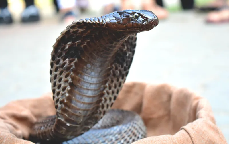 Cobra - Foto: Freepik (Imagine cu rol ilustrativ)