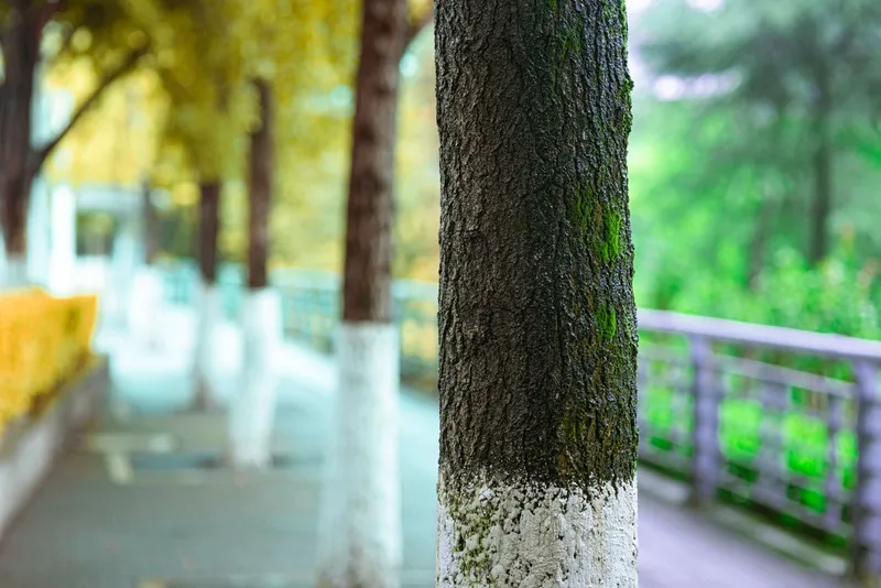 Copac văruit - Foto: Pexels (Imagine cu rol ilustrativ)