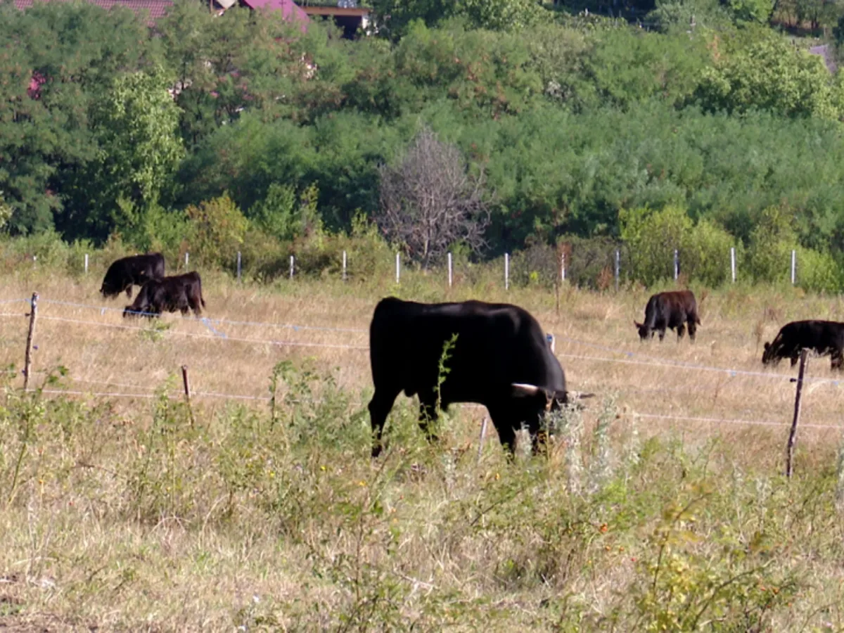 Ferma din România unde vacile ascultă Mozart pentru a fi mai productive - Foto: TeleM
