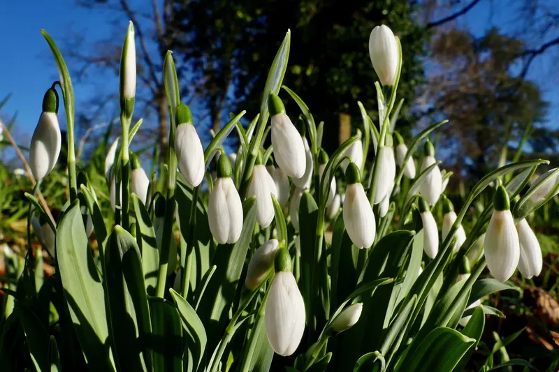 Ghiocei - Foto: Profimedia Images