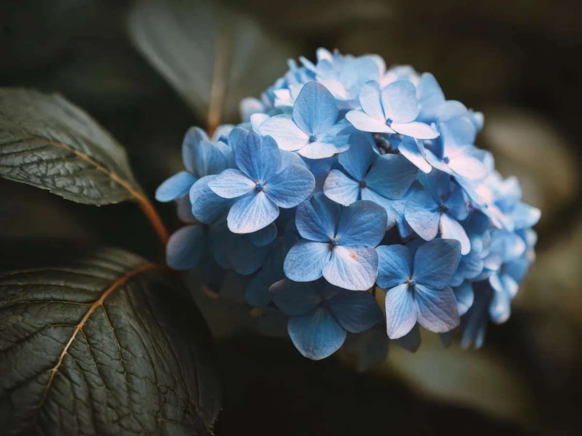 Hortensie Foto: Freepik (imagine cu rol ilustrativ)