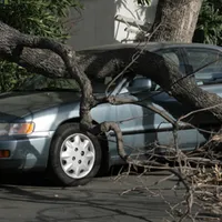 Ce faci dacă ți-a căzut un copac pe mașină? De unde recuperezi banii de reparație?  - Foto: fasttreeremovalatlanta.com - rol ilustrativ