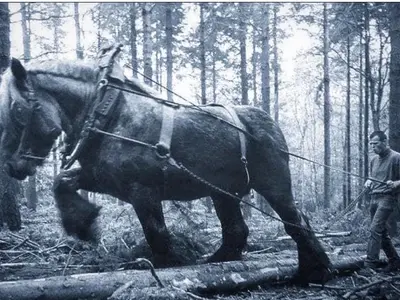 „Mamutul”, calul gigant care cântărea cât un Suzuki. Avea peste 2 metri și era cel mai mare din lume - Foto: Reddit/ Imagine cu caracter ilustrativ