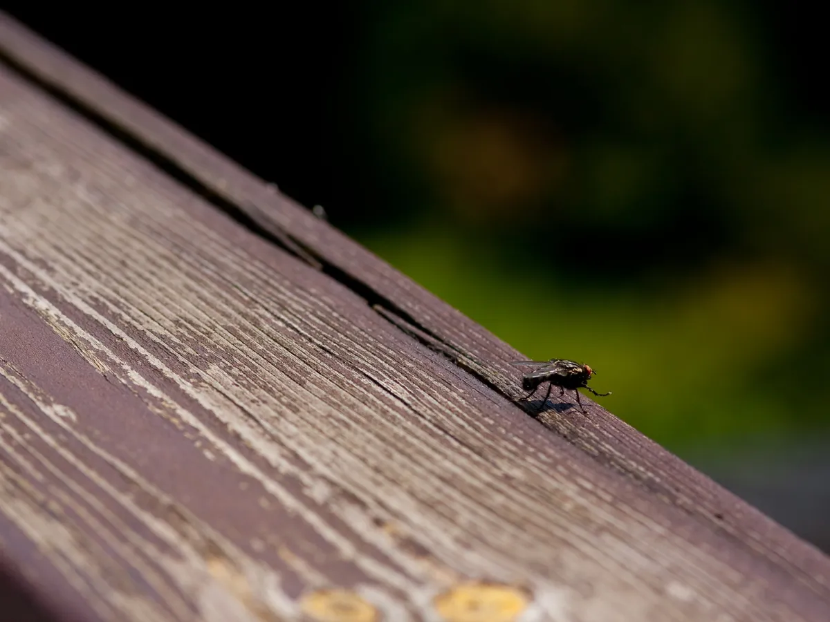 Insectă Foto: Freepik (imagine cu rol ilustrativ)