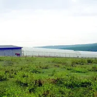„Investitori” italieni în agricultură, profilaţi pe cultura canabisului în Iași/FOTO: ziaruldeiasi.ro