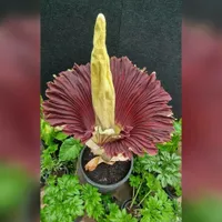 „Planta cadavru” a înflorit după 15 ani în Australia. Miroase a carne putrezită. Ce spun experții? - Foto: Foto: Facebook / Australian National Botanic Gardens