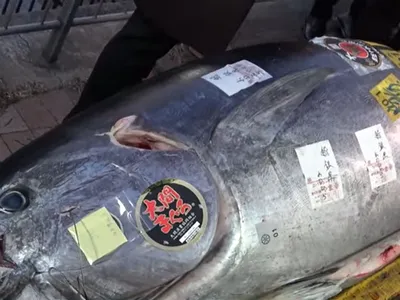 Cum e să fii japonez şi să scoţi la licitaţie un ton roşu imens, de 212 kilograme. Care e preţul - Foto. captură YouTube