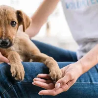 O comună încearcă să încurajeze adopția animalelor prin reducerea taxelor - Foto: Profimedia / imagine cu caracter ilustrativ