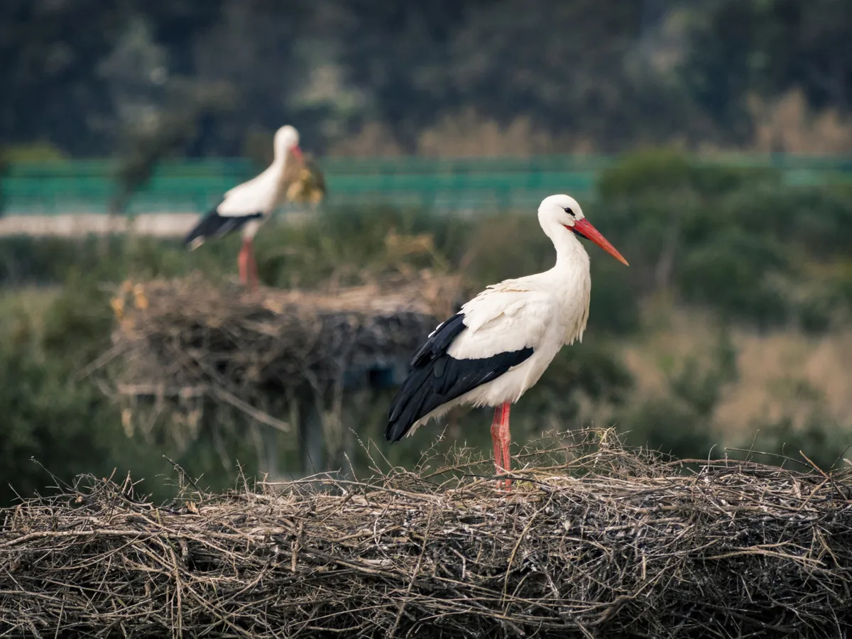 Nu vei crede în ce oraș au revenit berzele după 600 de ani! Cerul prinde viață din nou