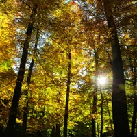 Toamna în pădure - Foto: Profimedia