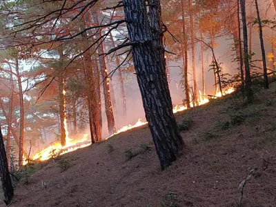 Incendiu pe coasta Mării Negre, în apropierea unui palat al lui Putin - Foto: Profimedia Images