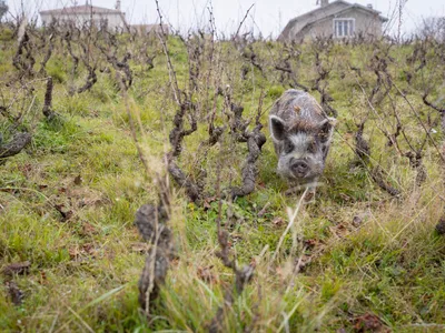 Pesta porcină - Foto: Profimedia images