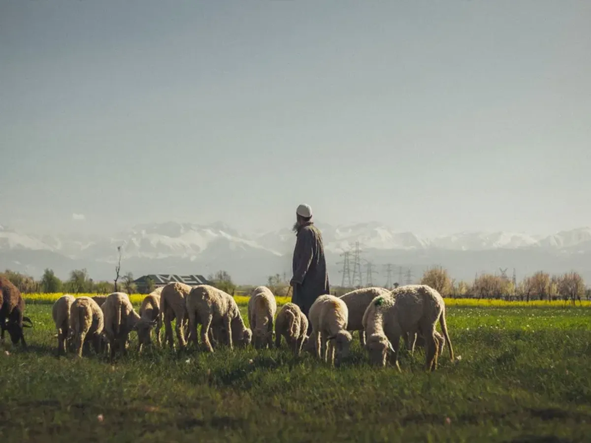 Cioban - Foto: Pexels (Imagine cu rol ilustrativ)