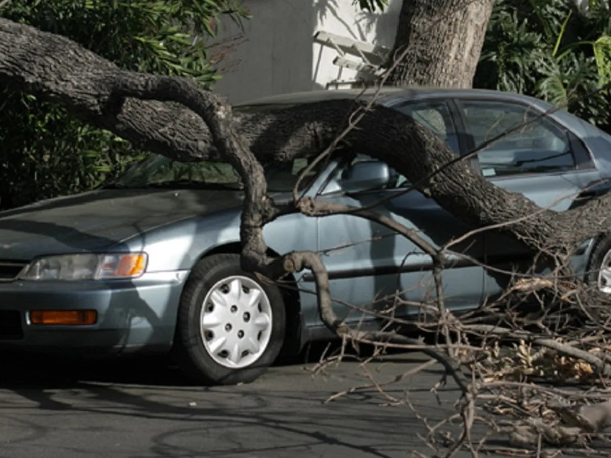 Ce faci dacă ți-a căzut un copac pe mașină? De unde recuperezi banii de reparație? - Foto: fasttreeremovalatlanta.com - rol ilustrativ