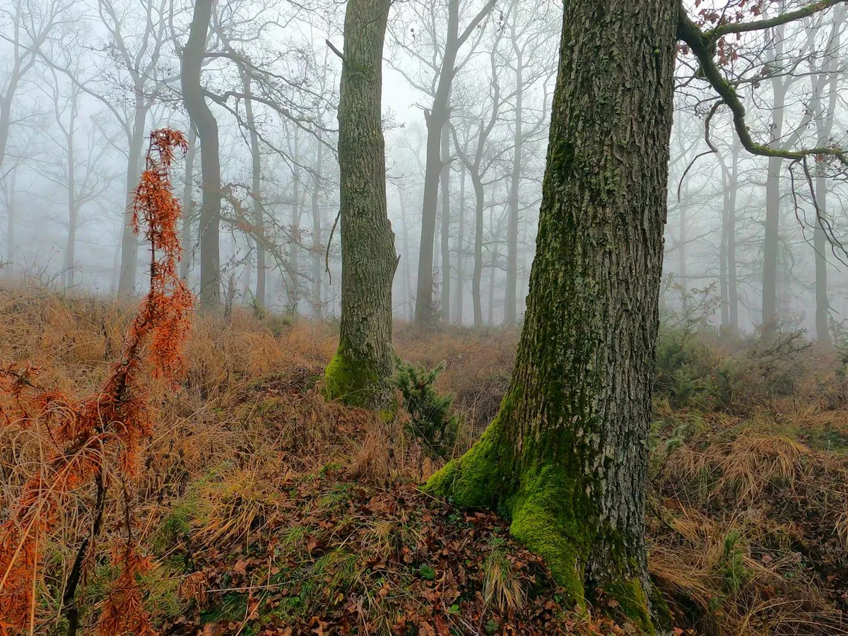 VREMEA Săptămâna viitoare aduce nori, ceață și temperaturi scăzute în toată țara