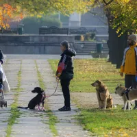 Cel mai scump animal de companie din costă 2 milioane de dolari - Foto: Pixabay - cu rol ilustrativ