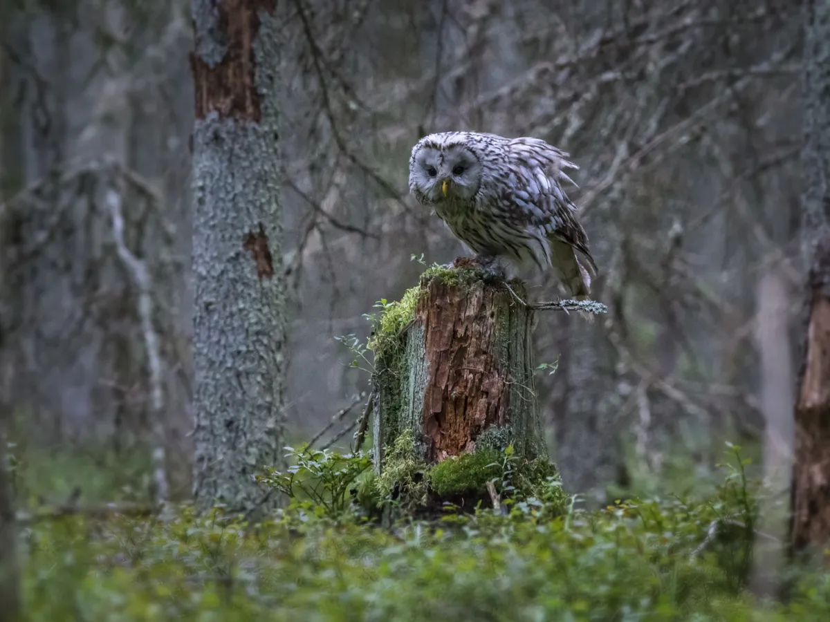 Cucuvea Foto: Freepik (imagine cu rol ilustrativ)