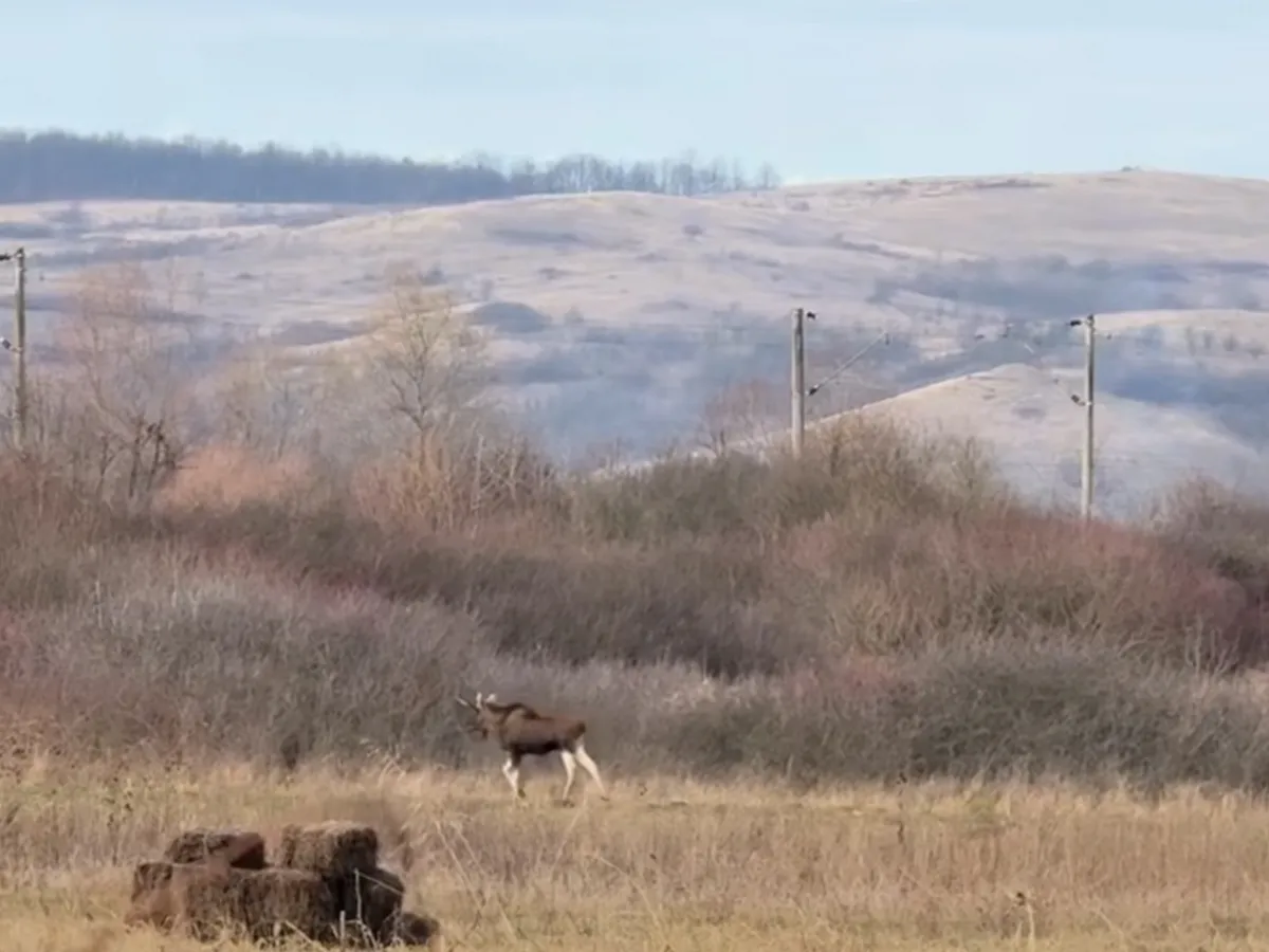 VIDEO Un elan, surprins în sălbăticie în România. Specialiștii nu știu de unde a venit