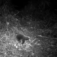 VIDEO Cum arată animalul misterior ce a reapărut pe Pământ după 60 ani. Ce i-a șocat pe cercetători Foto: Profimedia Images