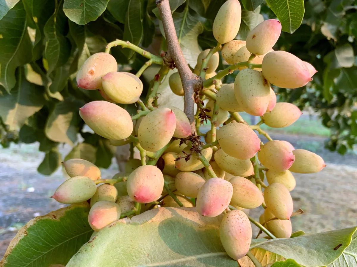 Fistic bogat în proteine - Foto: Freepik/fresh_fruits