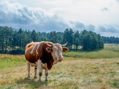 Bou cu coarne pe câmpul cu iarbă la țară - Foto: Magnific.com (Imagine c rol ilustrativ)